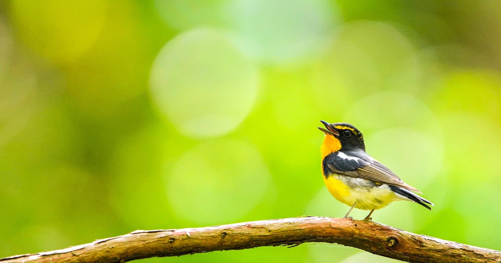 写真: さえずるキビタキ