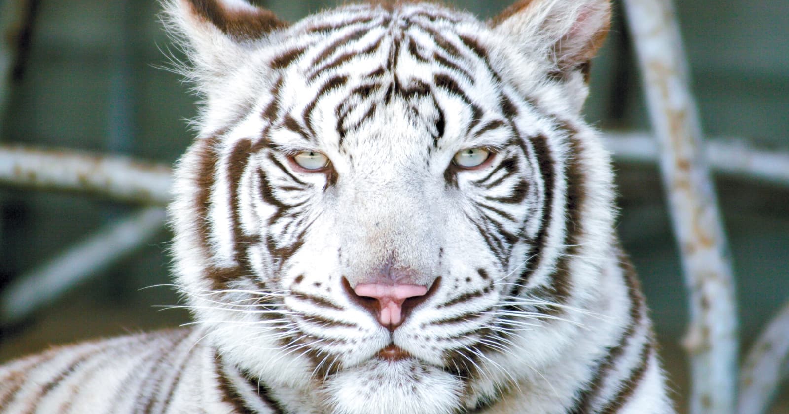写真: しろとり動物園のホワイトタイガー