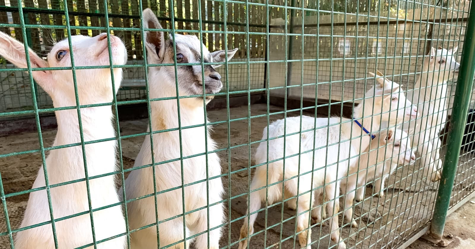 写真: しろとり動物園の仔ヤギ