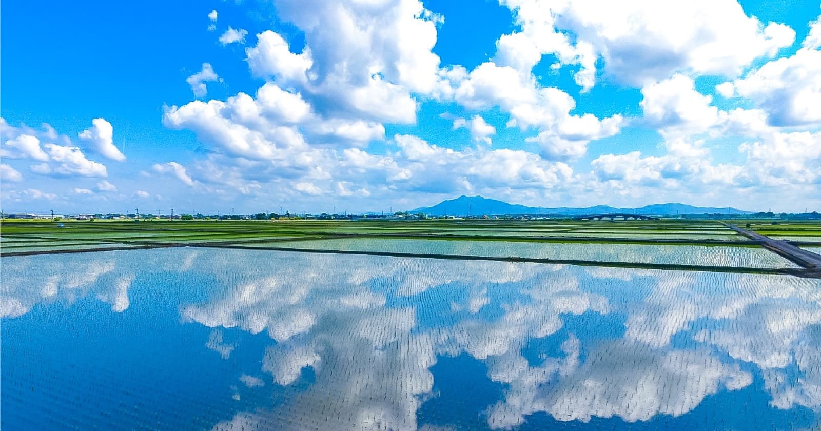 写真: 水海道あすなろの里の田んぼ