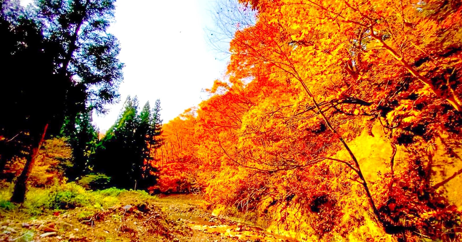 写真: 大山参道